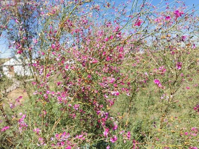花棒花朵樹葉 花棒花朵樹葉