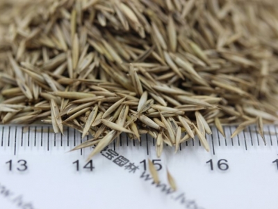 草坪花卉牧草種子3種每樣