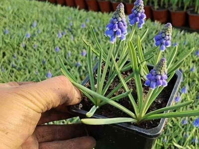 風(fēng)信子種球