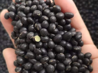 黑豆種子
