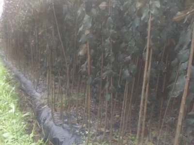 紅葉李種子小苗