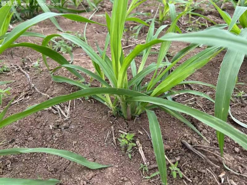 皇竹草種節(jié)種植20天