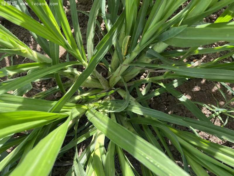 皇竹草種節(jié)種植20天