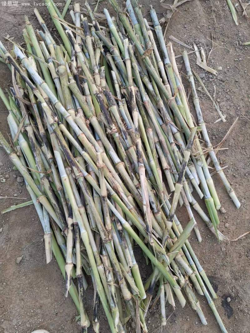 當天現砍皇竹草種節(jié)