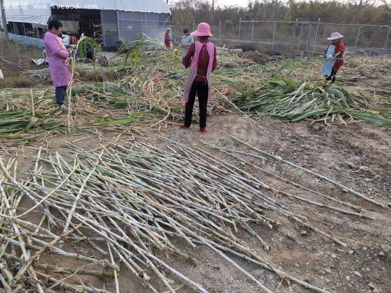 當天現砍皇竹草種節(jié)