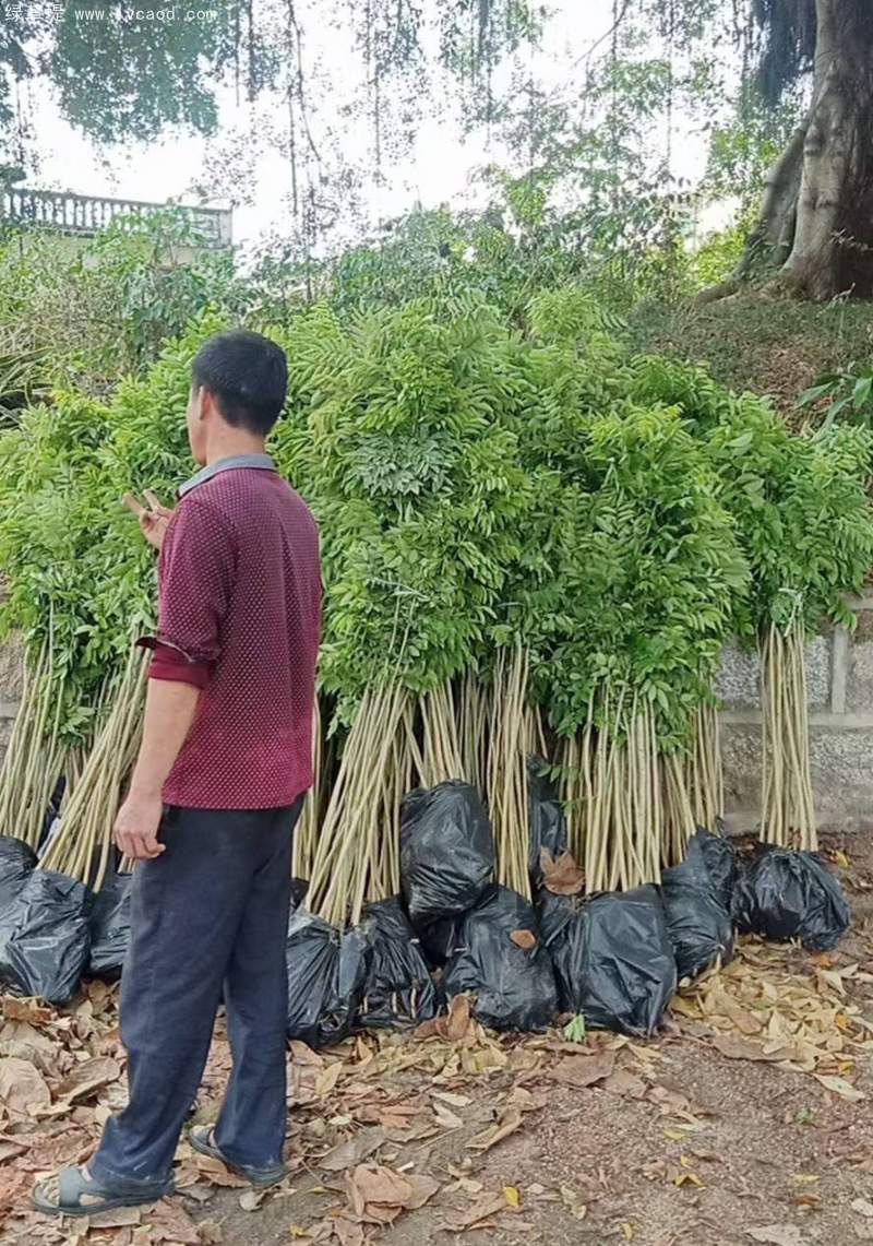 黃花梨樹(shù)苗
