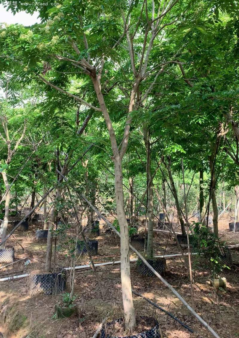 黃花梨樹(shù)苗