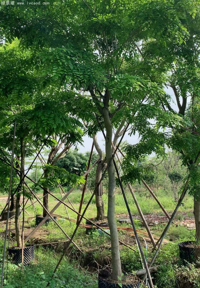 黃花梨樹(shù)苗