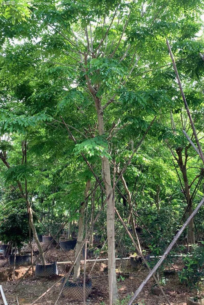 黃花梨樹(shù)苗
