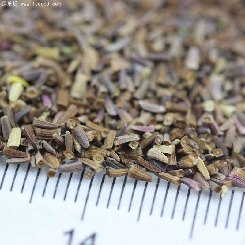 黃金菊種子 黃金菊種子