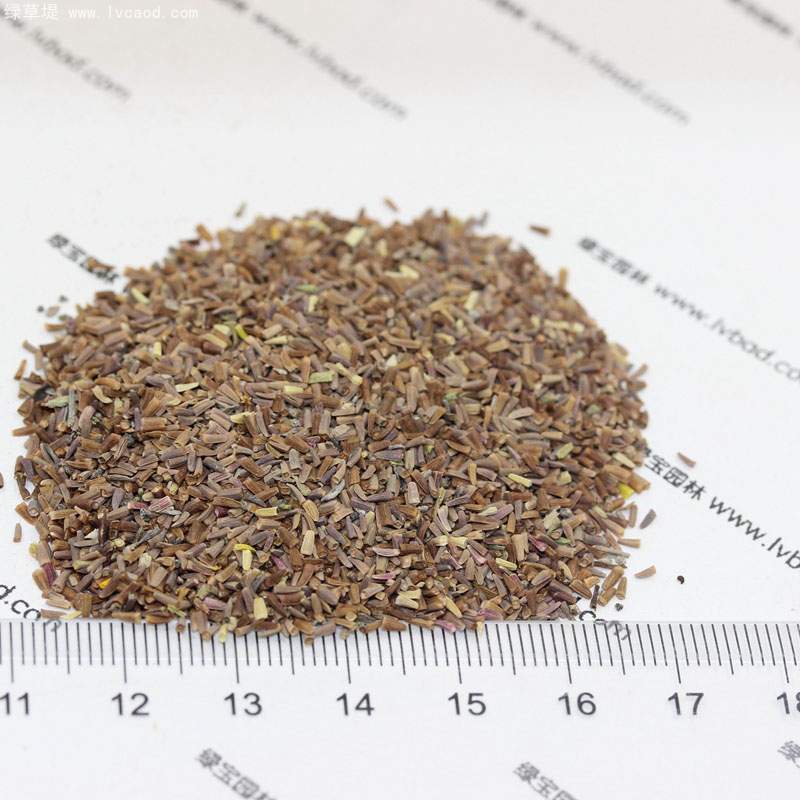 黃金菊種子 黃金菊種子