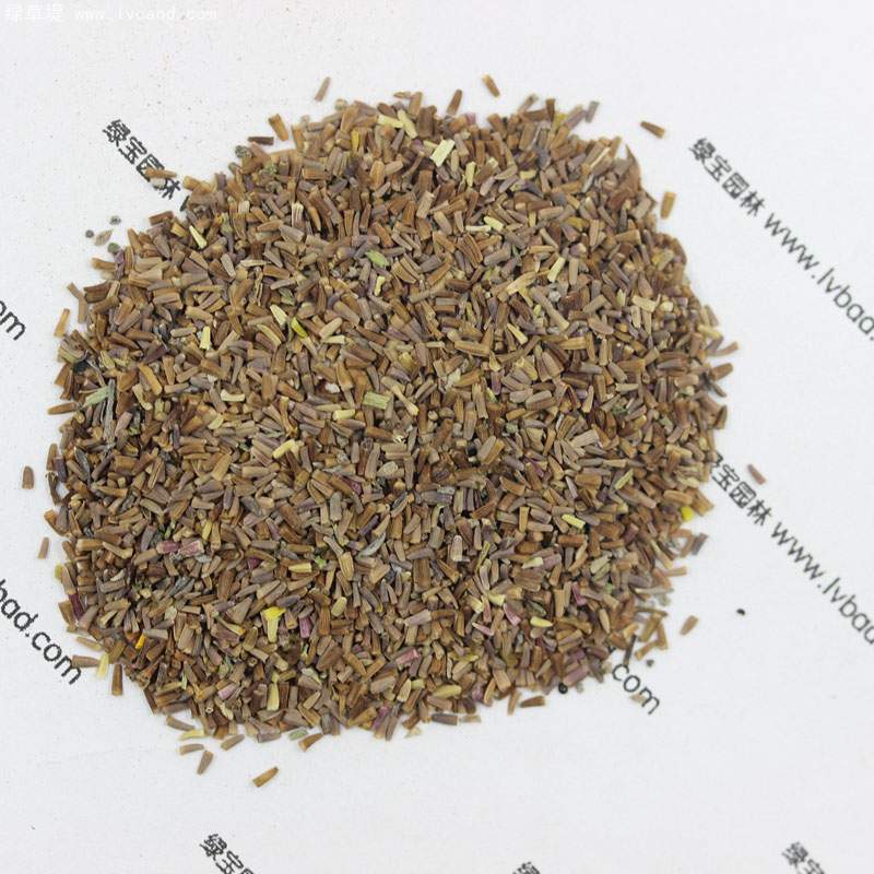 黃金菊種子 黃金菊種子