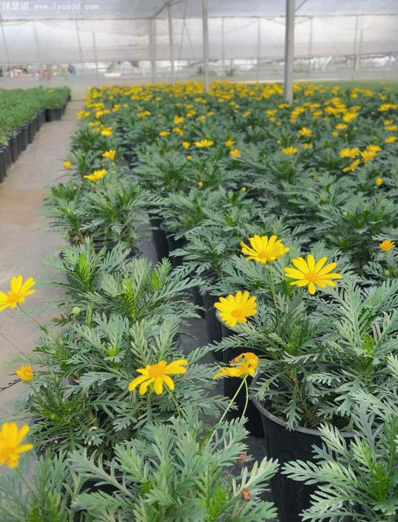 黃金菊盆栽杯苗 黃金菊盆栽杯苗