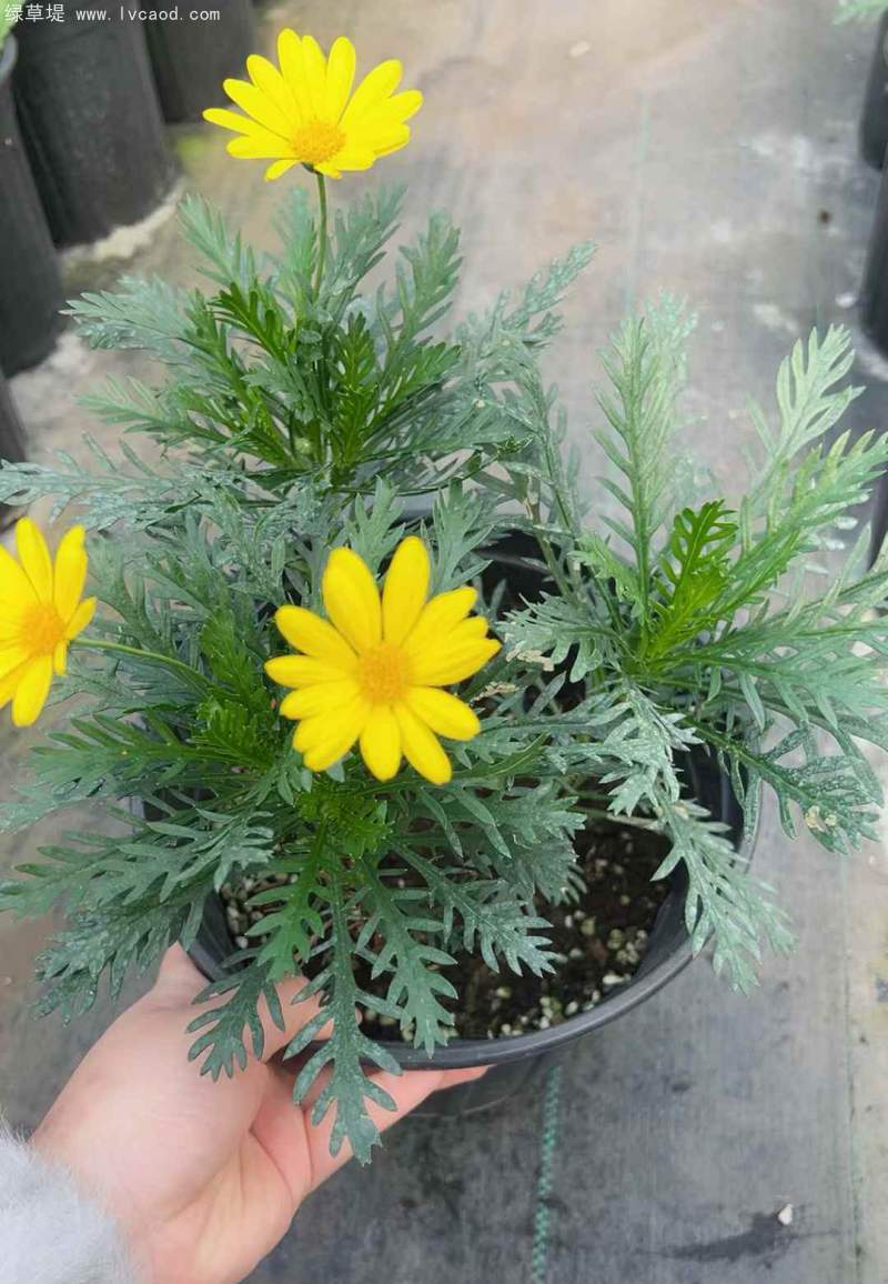 黃金菊盆栽杯苗 黃金菊盆栽杯苗