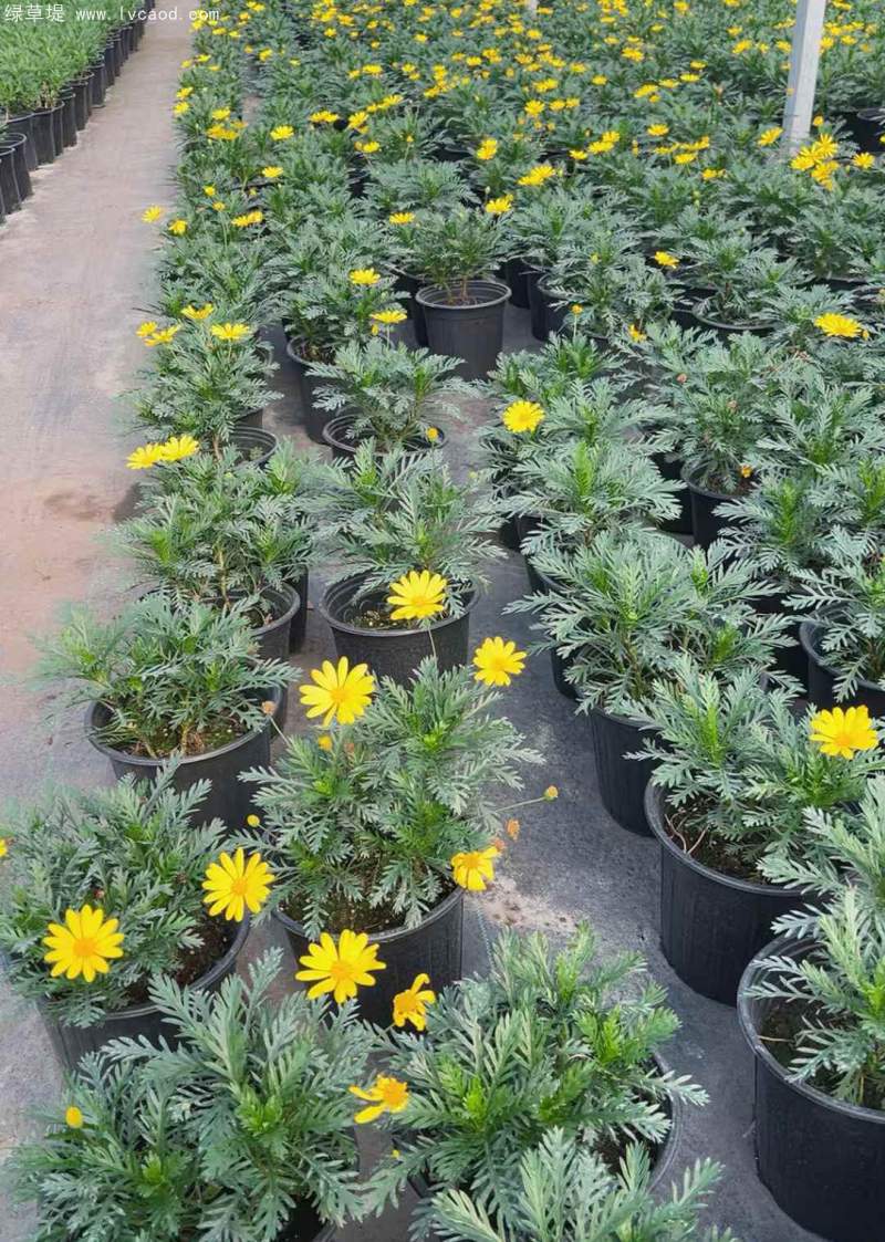 黃金菊盆栽杯苗 黃金菊盆栽杯苗