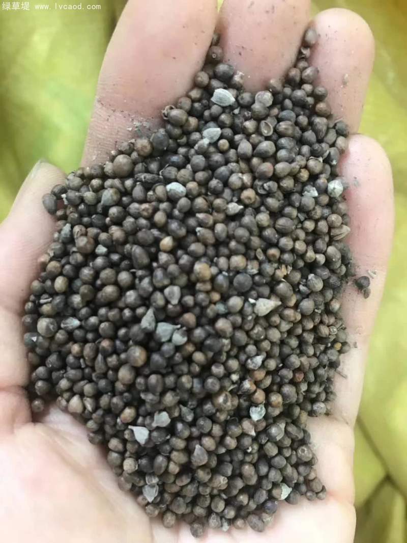 黃荊種子 黃荊種子