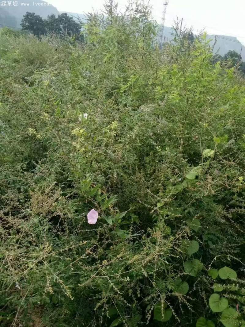 黃荊種子 黃荊種子