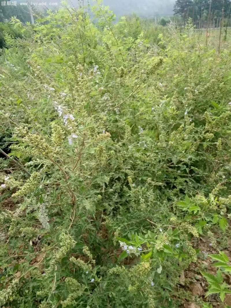 黃荊種子 黃荊種子