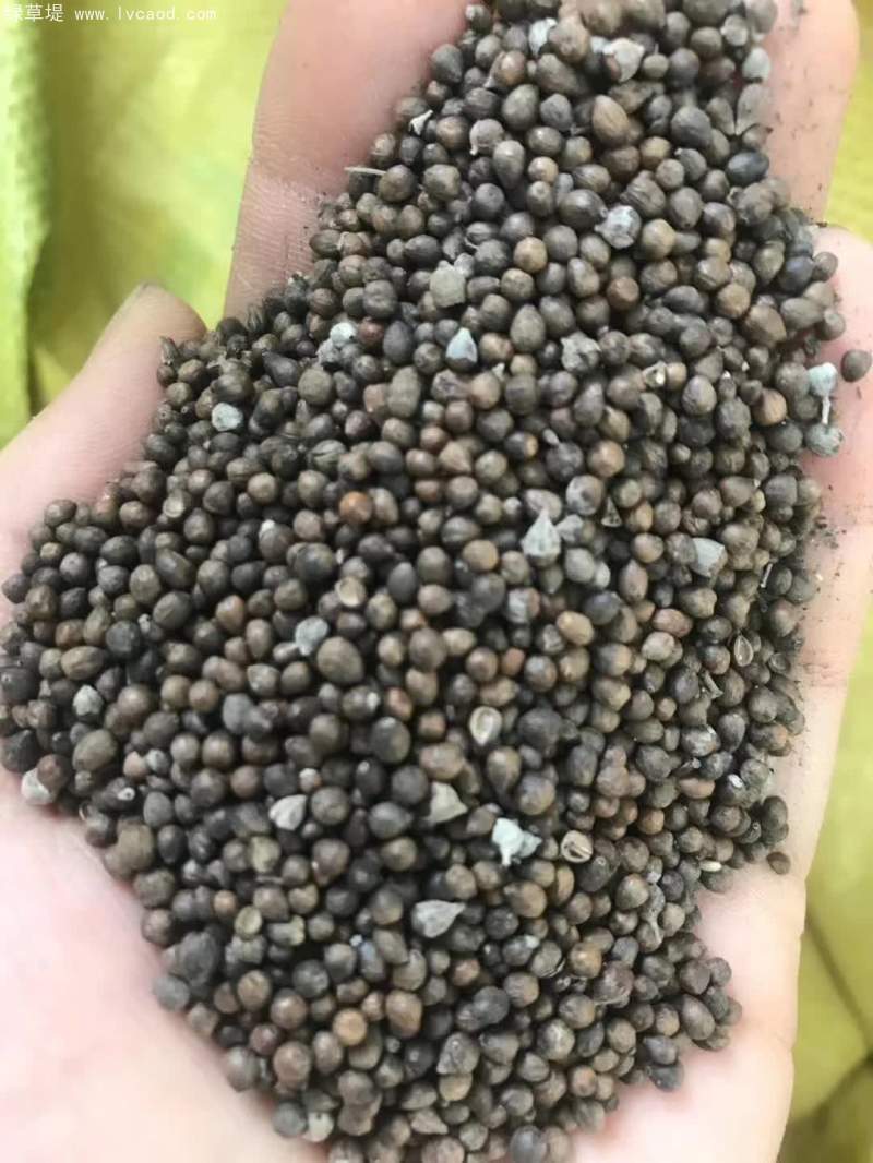 黃荊種子 黃荊種子