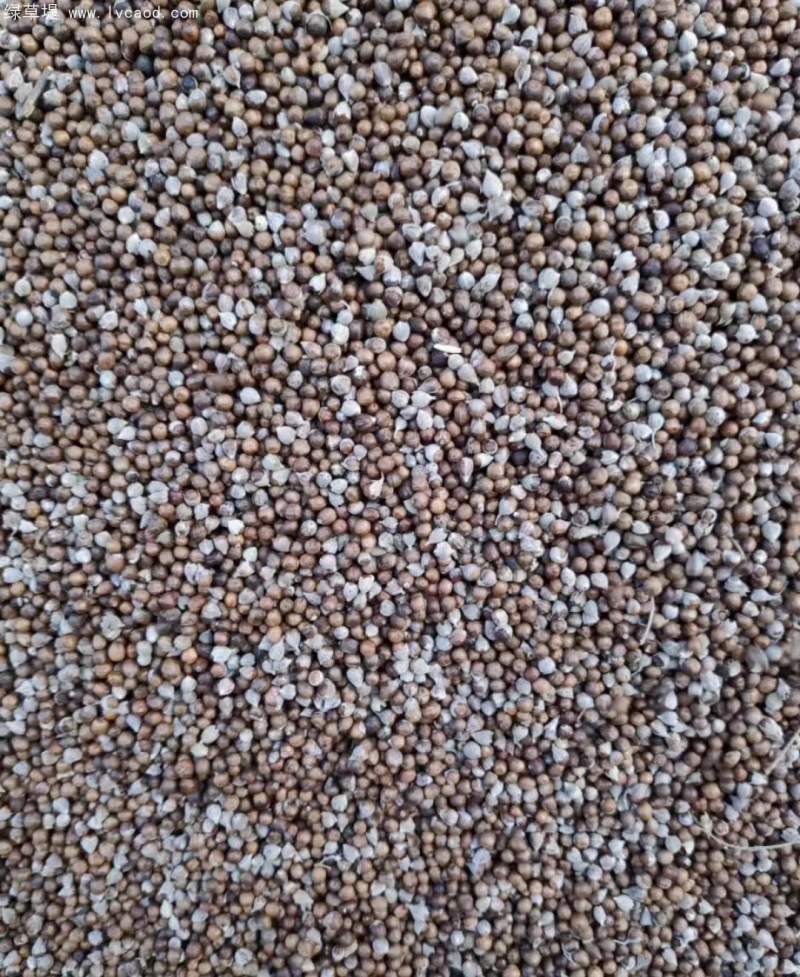 黃荊種子 黃荊種子