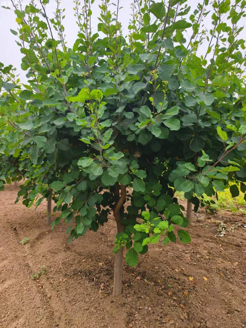 黃櫨樹(shù)苗 黃櫨樹(shù)苗