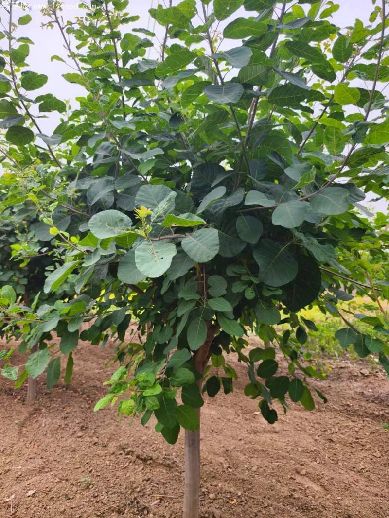 黃櫨樹(shù)苗 黃櫨樹(shù)苗