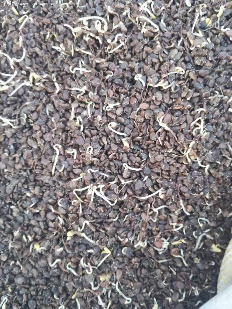 黃櫨種子 黃櫨種子