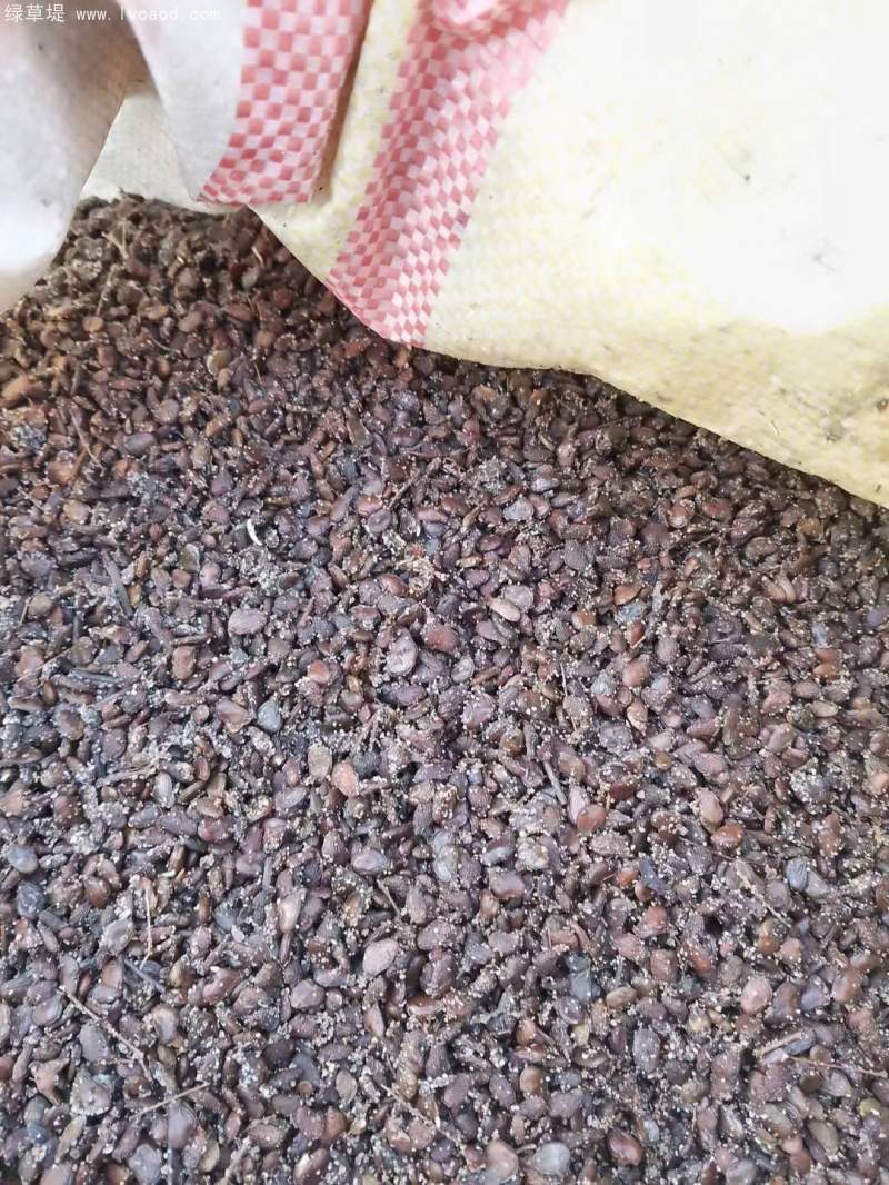 黃櫨種子 黃櫨種子