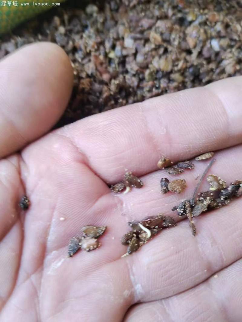 黃櫨種子 黃櫨種子