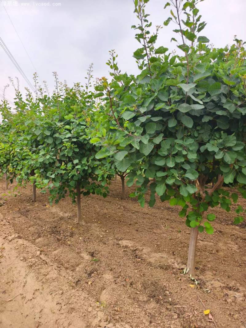 黃櫨樹(shù)苗 黃櫨樹(shù)苗