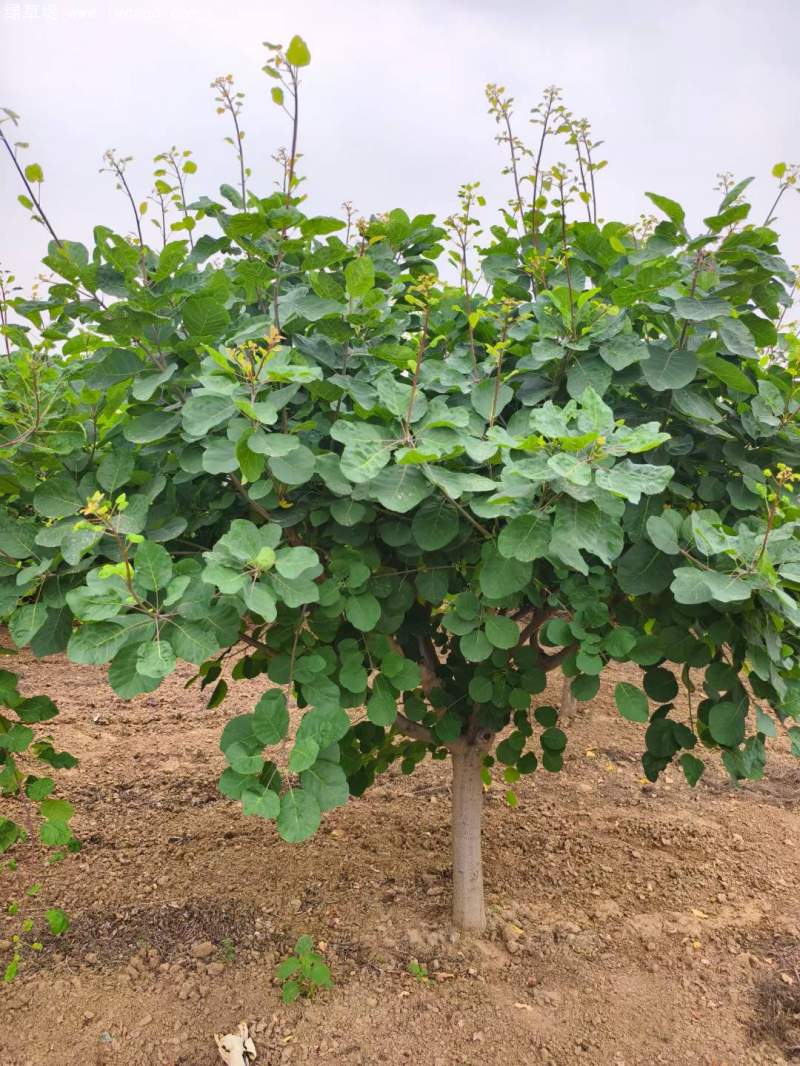 黃櫨樹(shù)苗 黃櫨樹(shù)苗