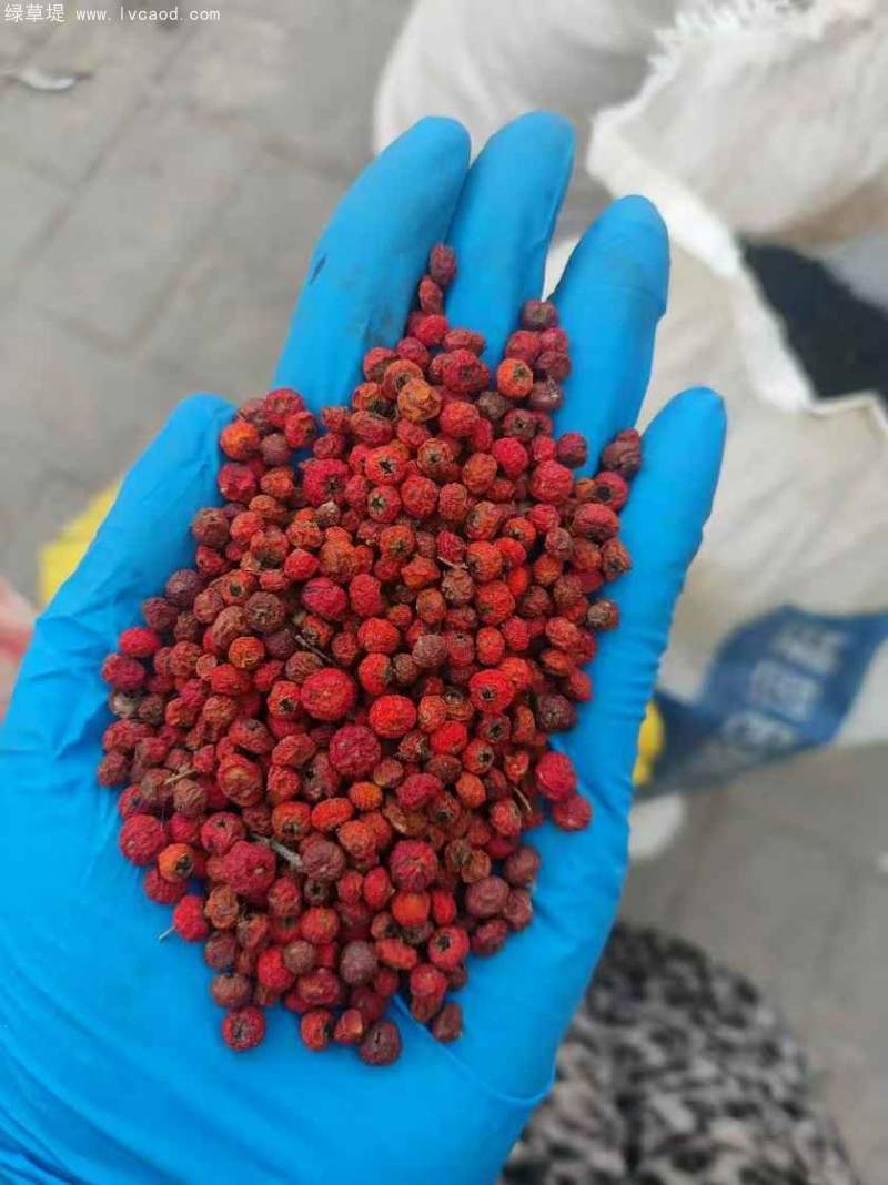 火棘種子 火棘種子