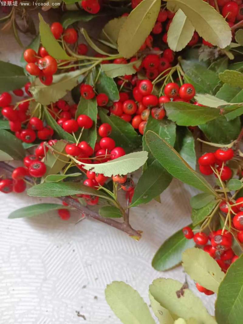 火棘種子 火棘種子