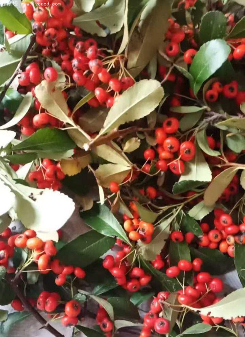 火棘種子 火棘種子