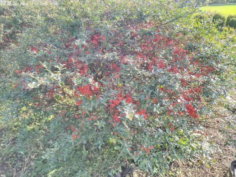 火棘小苗樹苗 火棘小苗樹苗