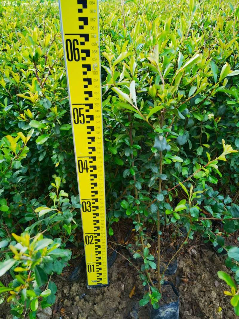 火棘小苗樹苗 火棘小苗樹苗