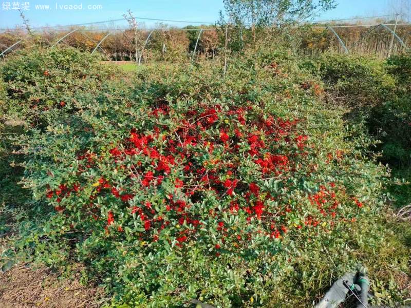 火棘小苗樹苗 火棘小苗樹苗