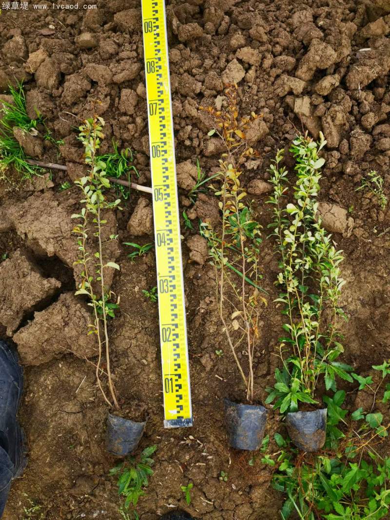 火棘小苗樹苗 火棘小苗樹苗