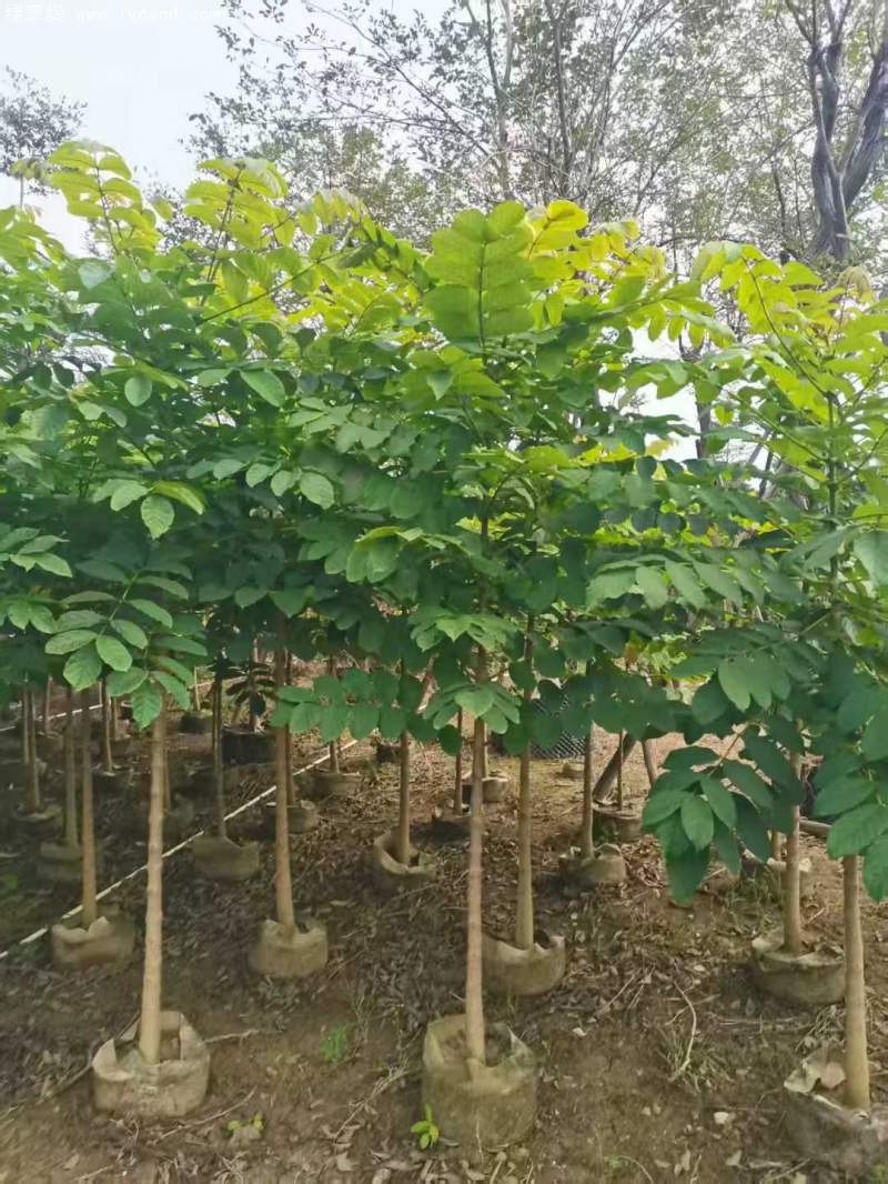 火焰木樹苗 火焰木樹苗