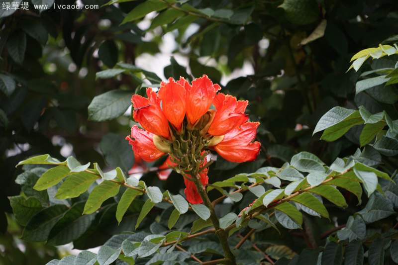 火焰木花朵 火焰木花朵