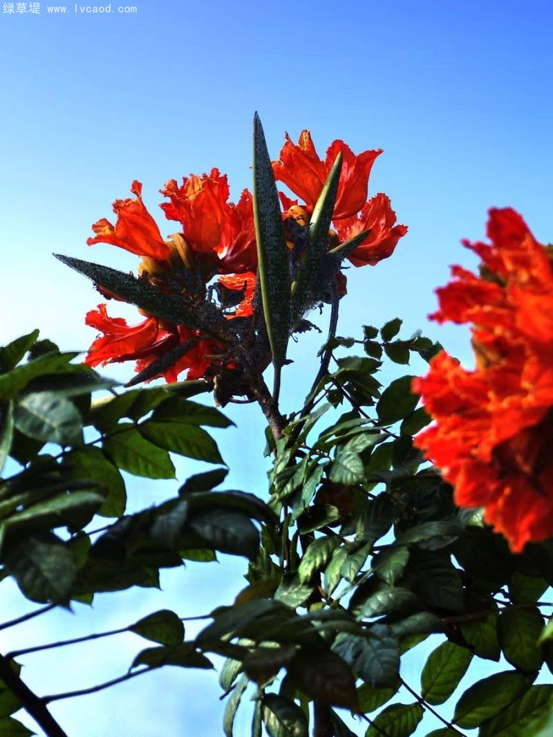 火焰木花朵 火焰木花朵
