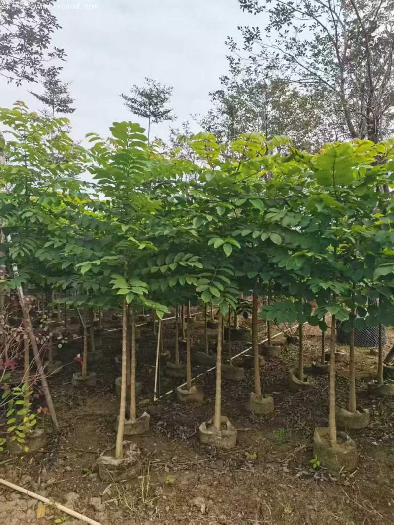 火焰木樹苗 火焰木樹苗