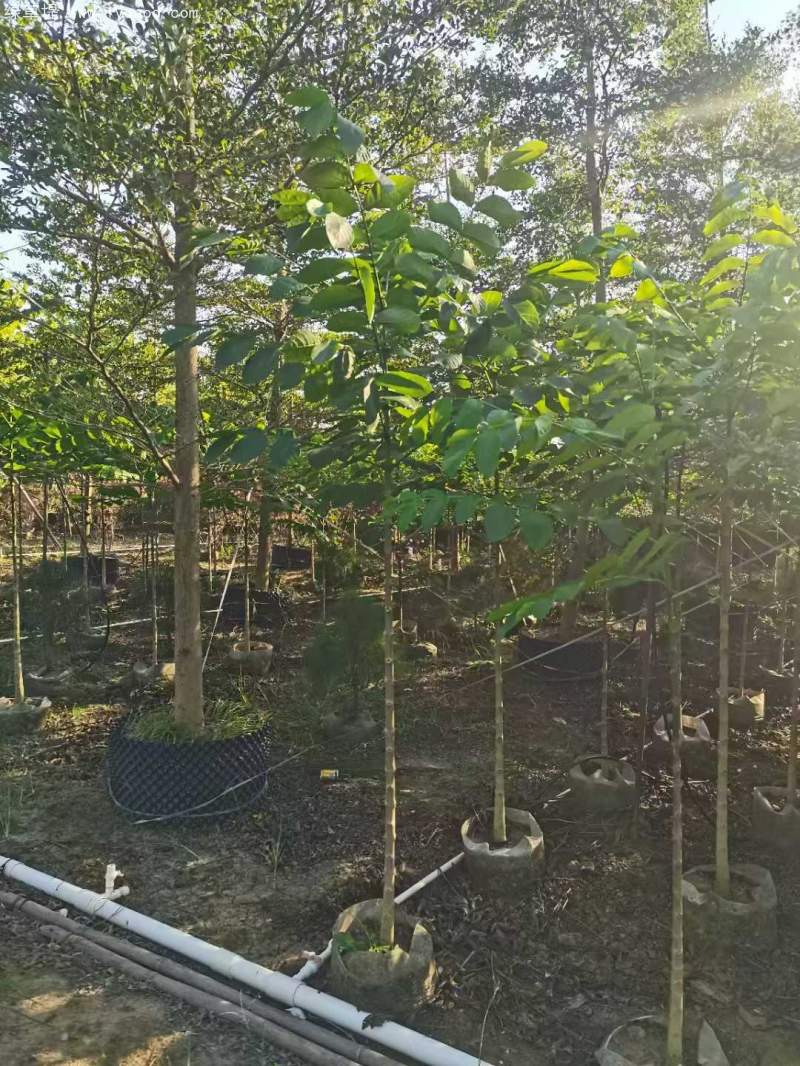 火焰木樹苗 火焰木樹苗