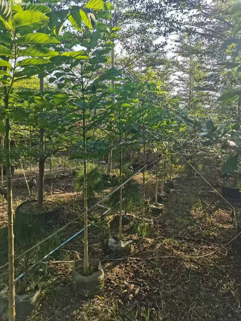 火焰木樹苗 火焰木樹苗