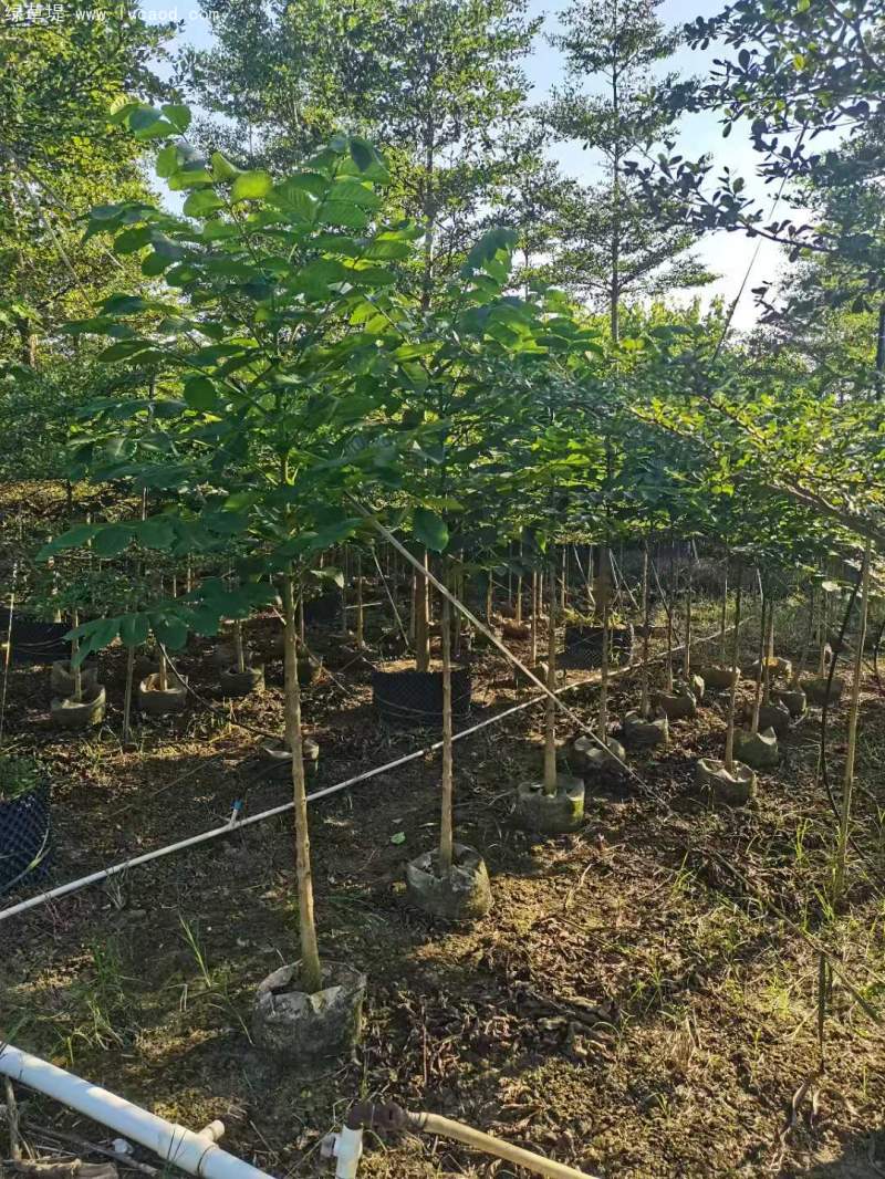 火焰木樹苗 火焰木樹苗