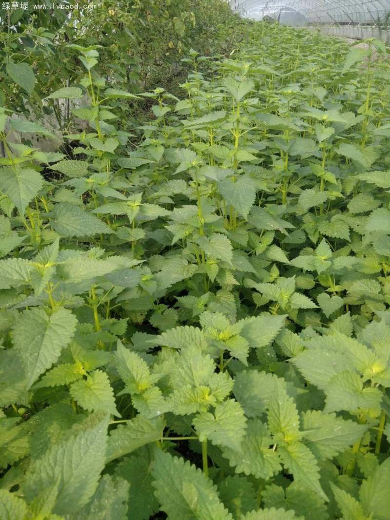 藿香葉子植物植株