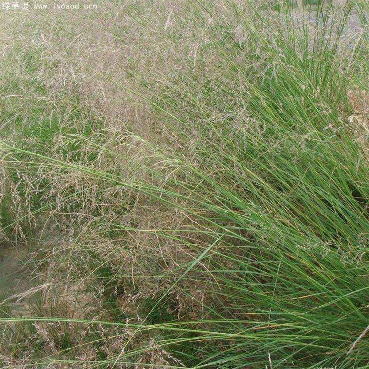 芨芨草葉子植株 芨芨草葉子植株