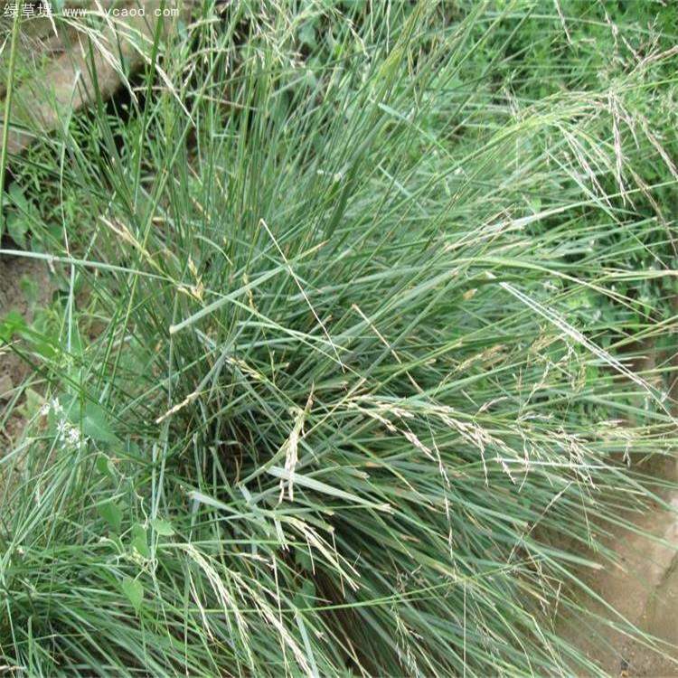 芨芨草葉子植株 芨芨草葉子植株