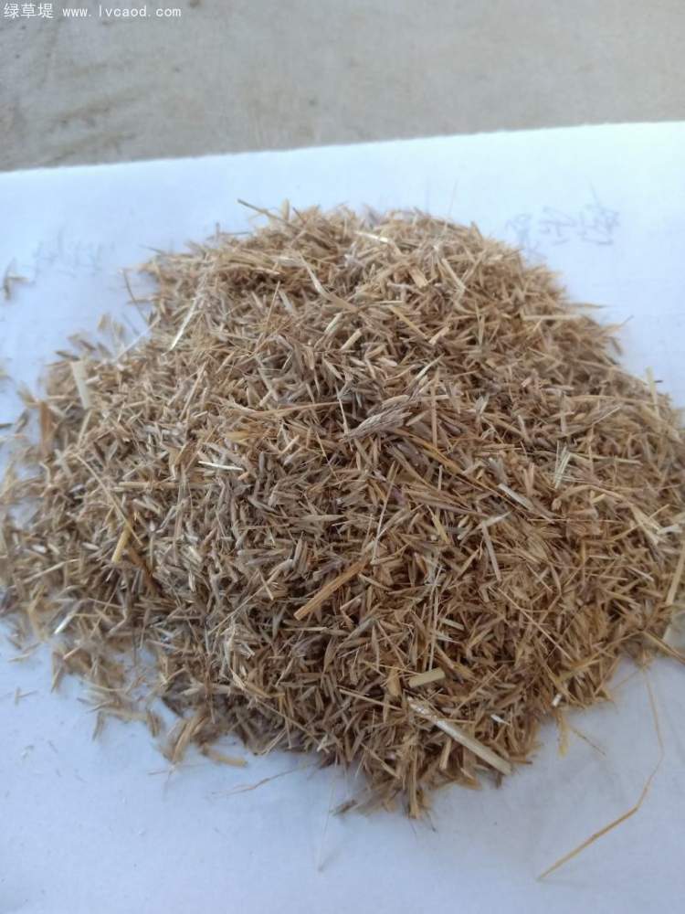 芨芨草種子 芨芨草種子