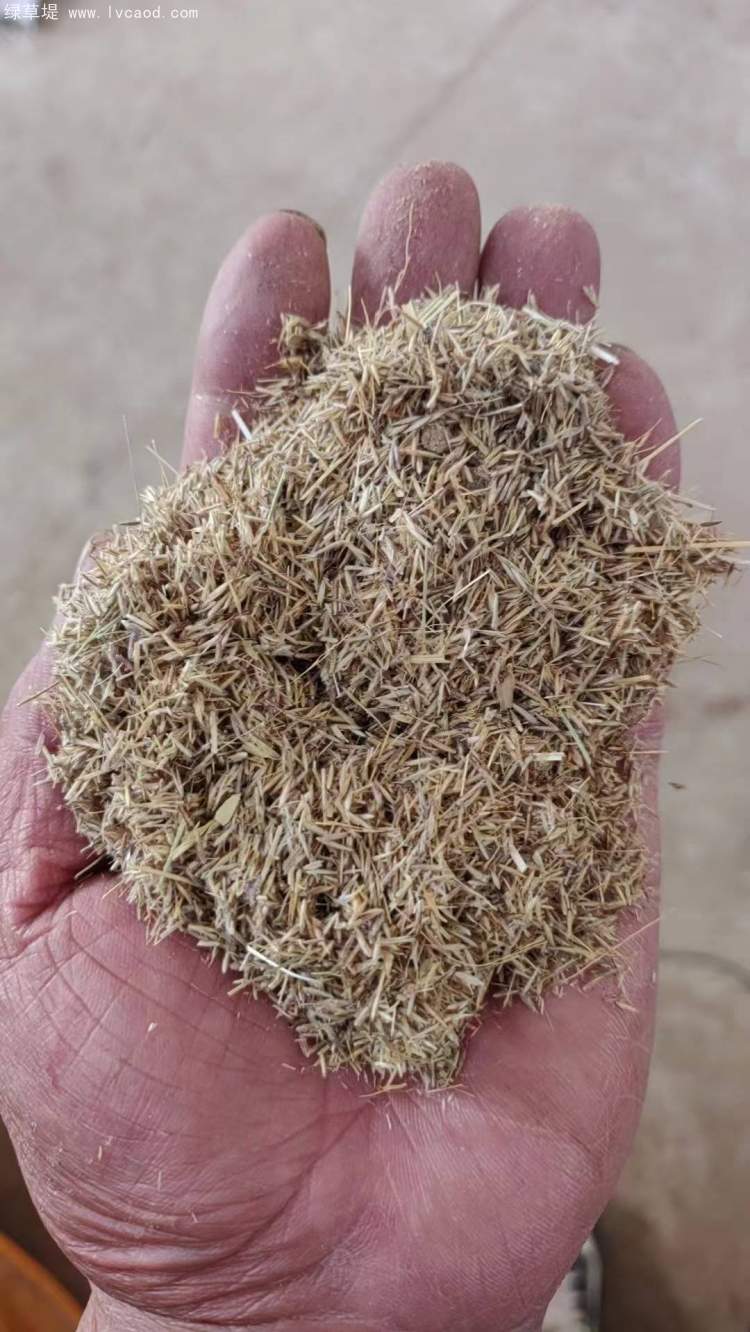 芨芨草種子 芨芨草種子